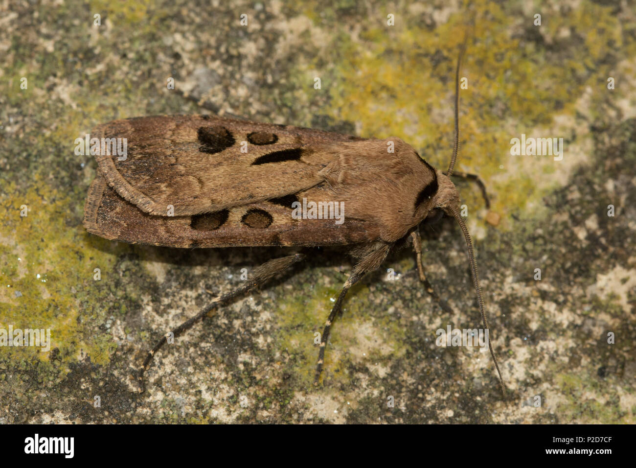 Heart and dart moth (Agrotis exclamationis), a member of the noctuidae family Stock Photo