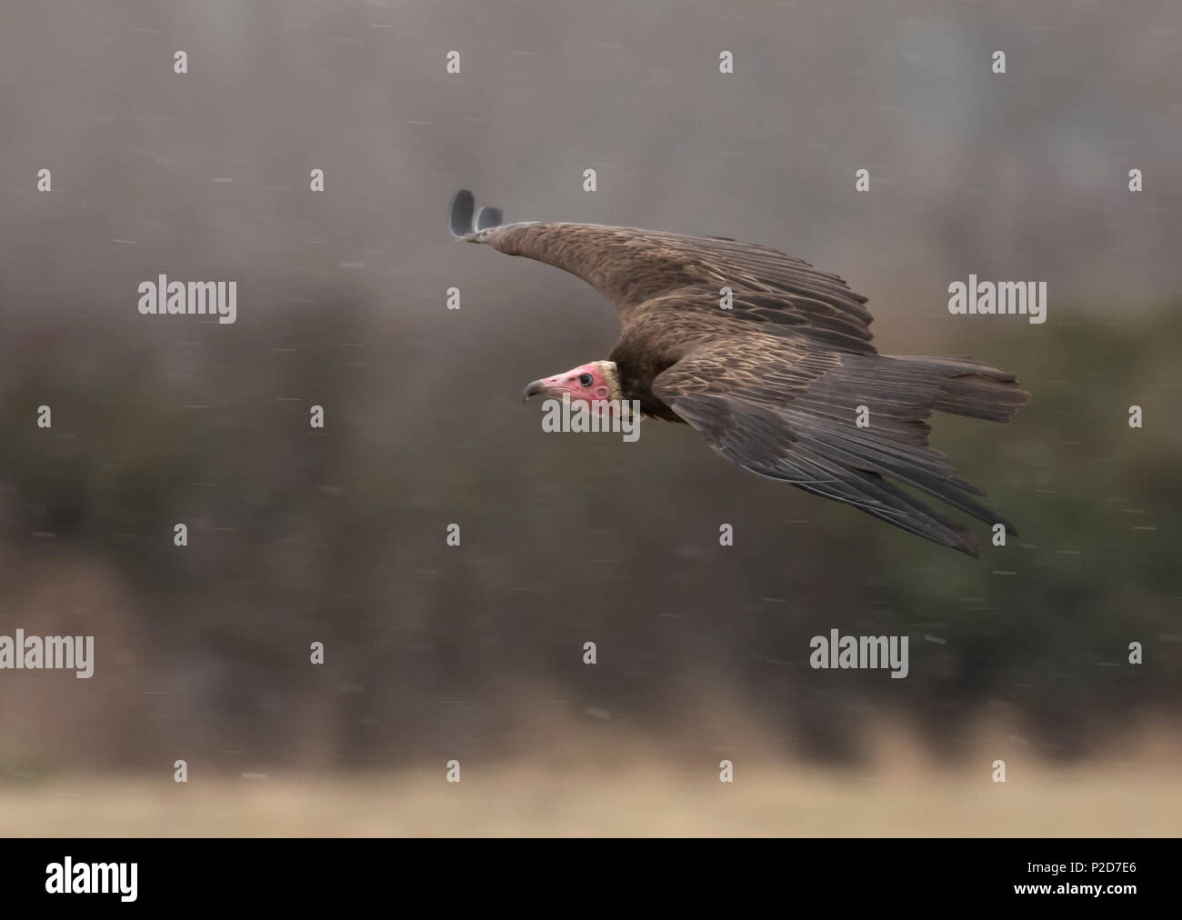 Turkey Vulture in Flight Stock Photo Alamy