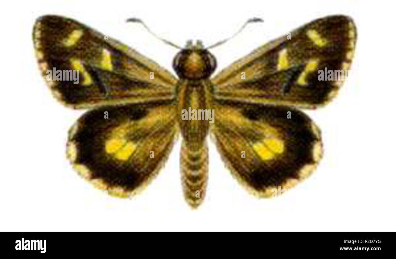 . Anisynta monticolae Phylum ARTHROPODA Class HEXAPODA Order Lepidoptera Family Hesperiidae . before 11 November, 2004. Unknown 4 Anisynta monticolae (ento-csiro-au) Stock Photo