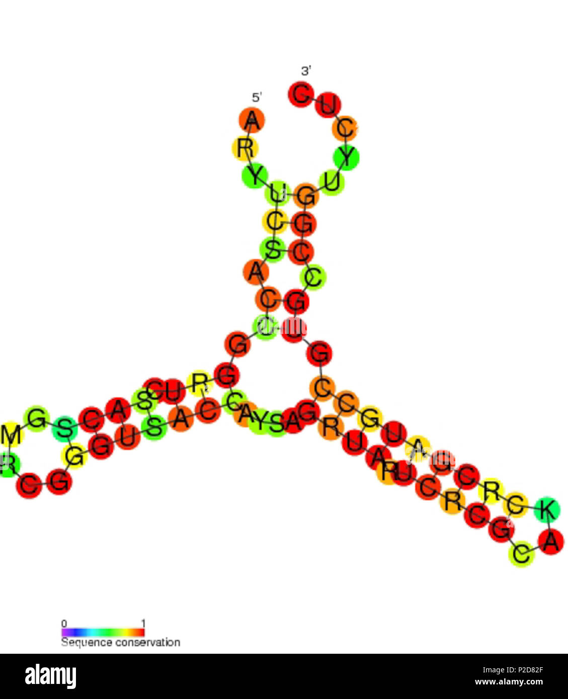 . Secondary structure and sequence conservation image for ASdes non coding RNA (RF01781). Nucleotide colouring indicates sequence conservation between the members of this family. May 2011. Rfam database 5 ASdes secondary structure Stock Photo