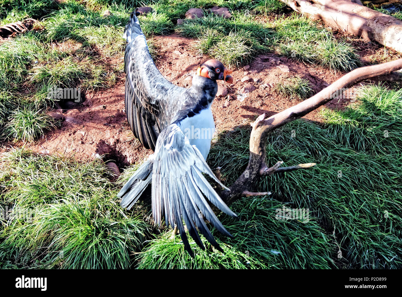 A King Vulture Stretching Wings Stock Photo