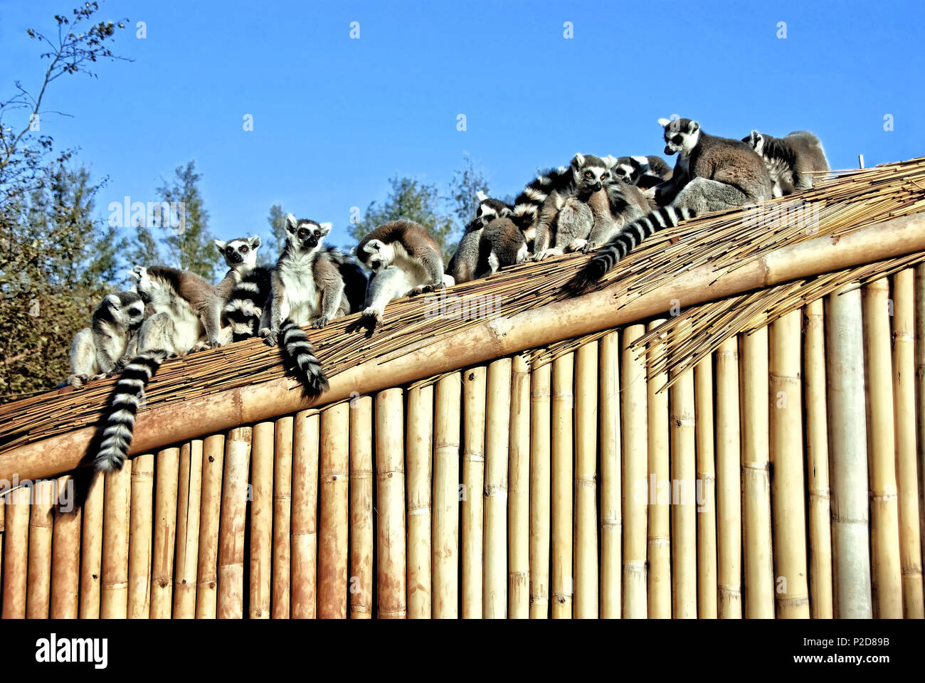 Ring Tailed Lemurs on a Roof Stock Photo