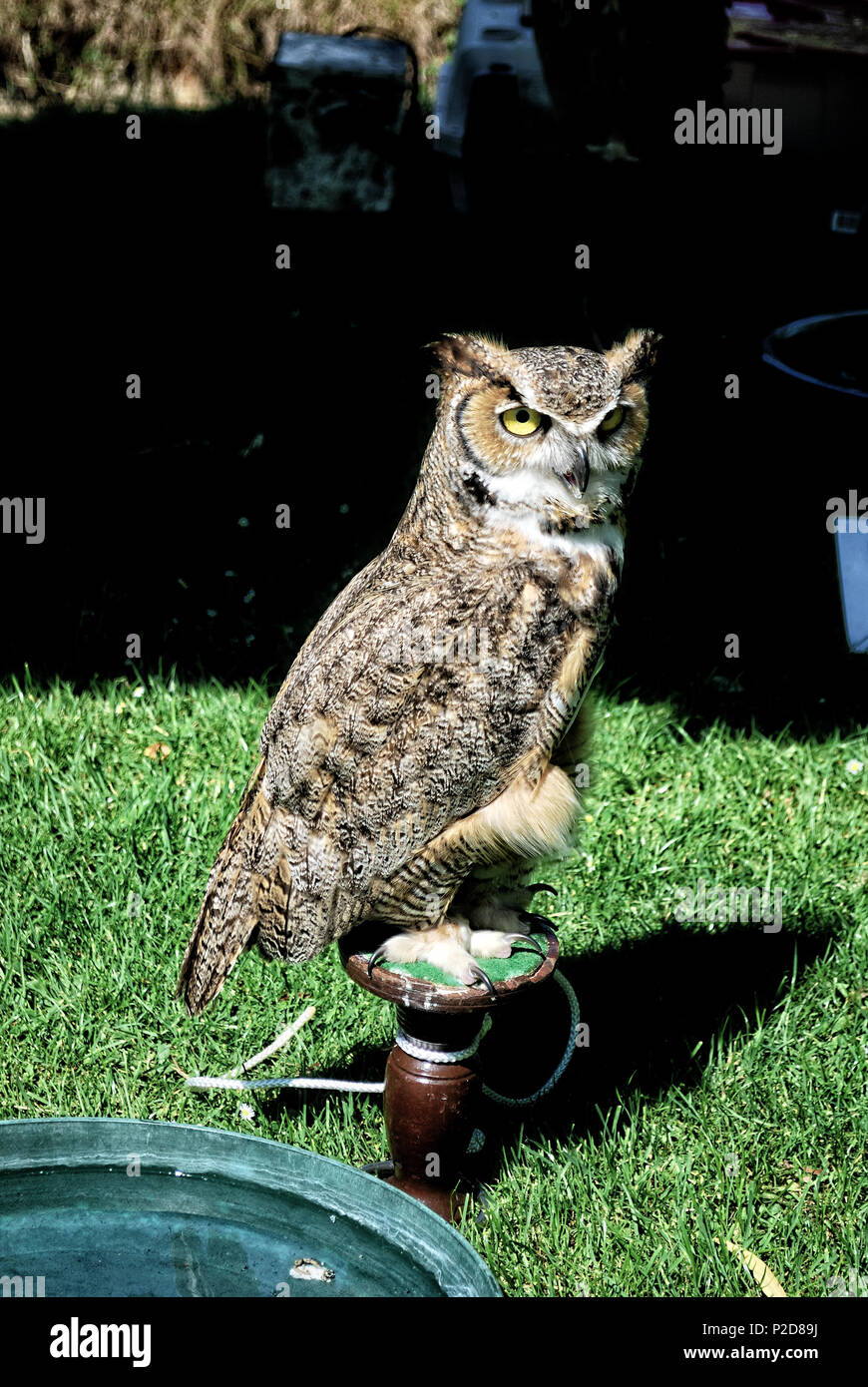 Talons of Great Horned Owl, Bubo virginianus, Captive Stock Photo - Alamy, image size:870x1390
