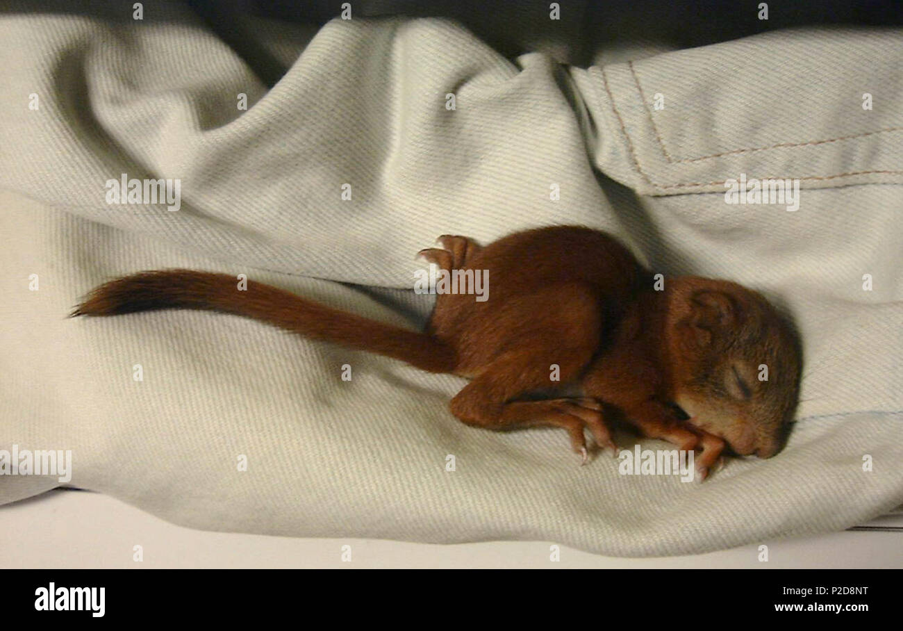 . English: A two weeks old squirrel baby (Sciurus vulgaris). 20 July 2004 (according to Exif data). JJM 27 JJM SquirrelBaby 01 Stock Photo