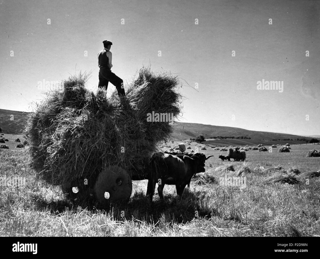 Trabajadores cargando gavillas. Zamora, años 50. Stock Photo