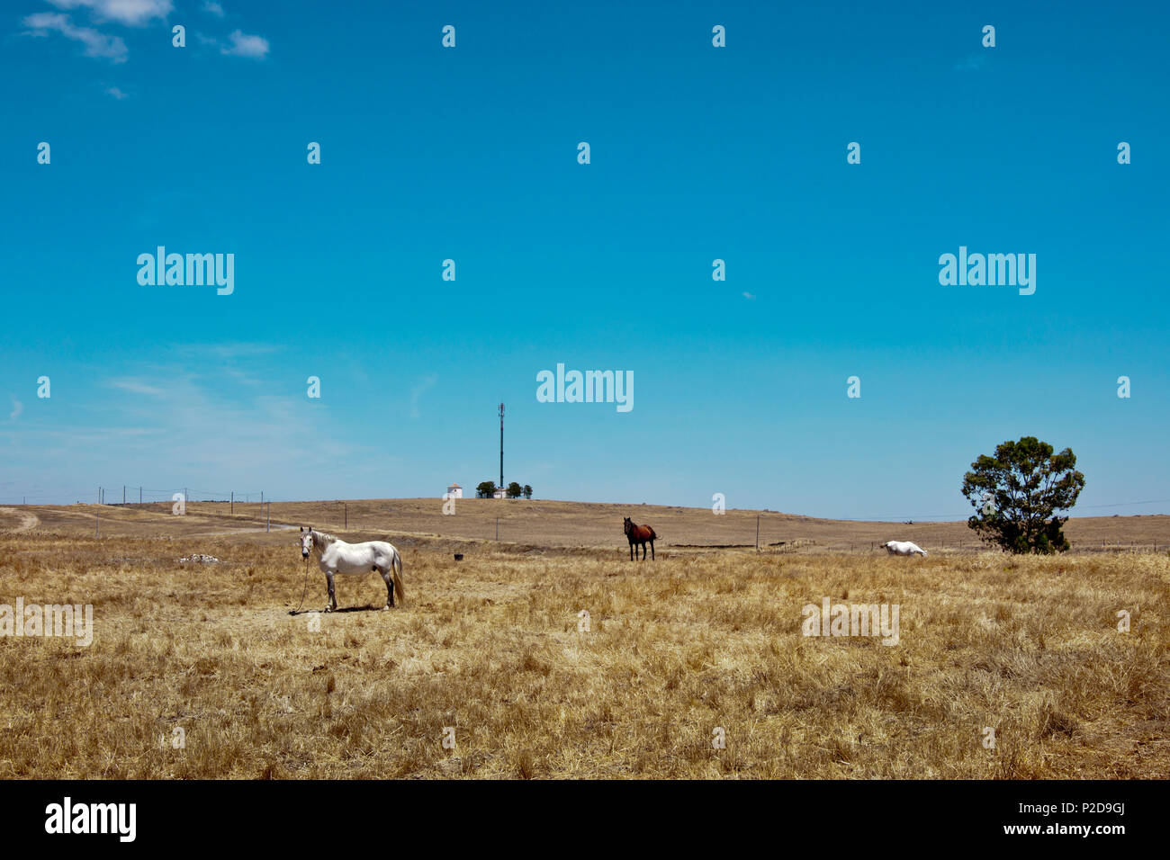 Horses on a field near Castro Verde, Alentejo, Portugal Stock Photo