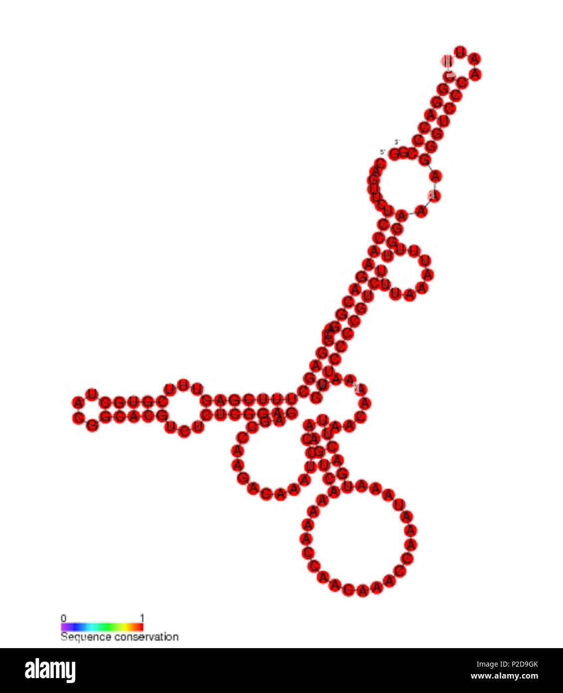 . Secondary structure image for ceN115 non coding RNA (RF01619 ...