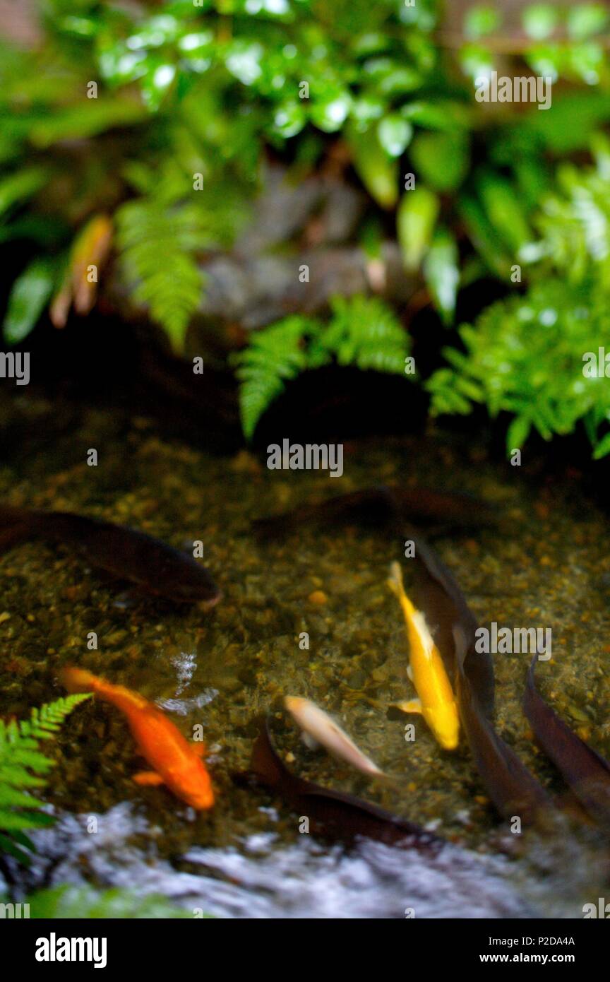 Japan, Honshu island, Kansai region, Kyoto, Japanese garden of Hyotei restaurant Stock Photo