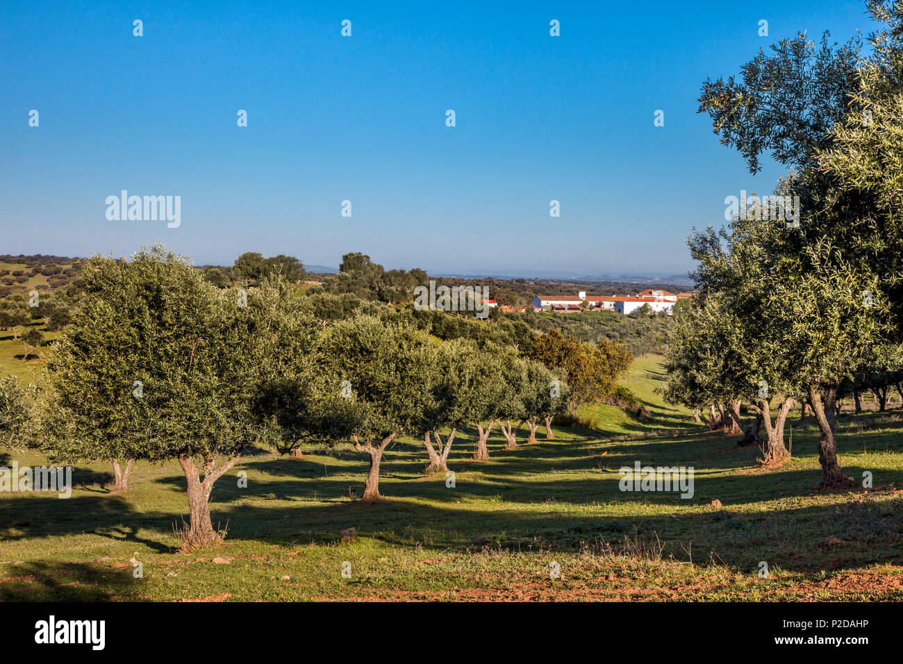 Olive trees and finca near Beja, Korkeichen, Alentejo, Portugal Stock Photo