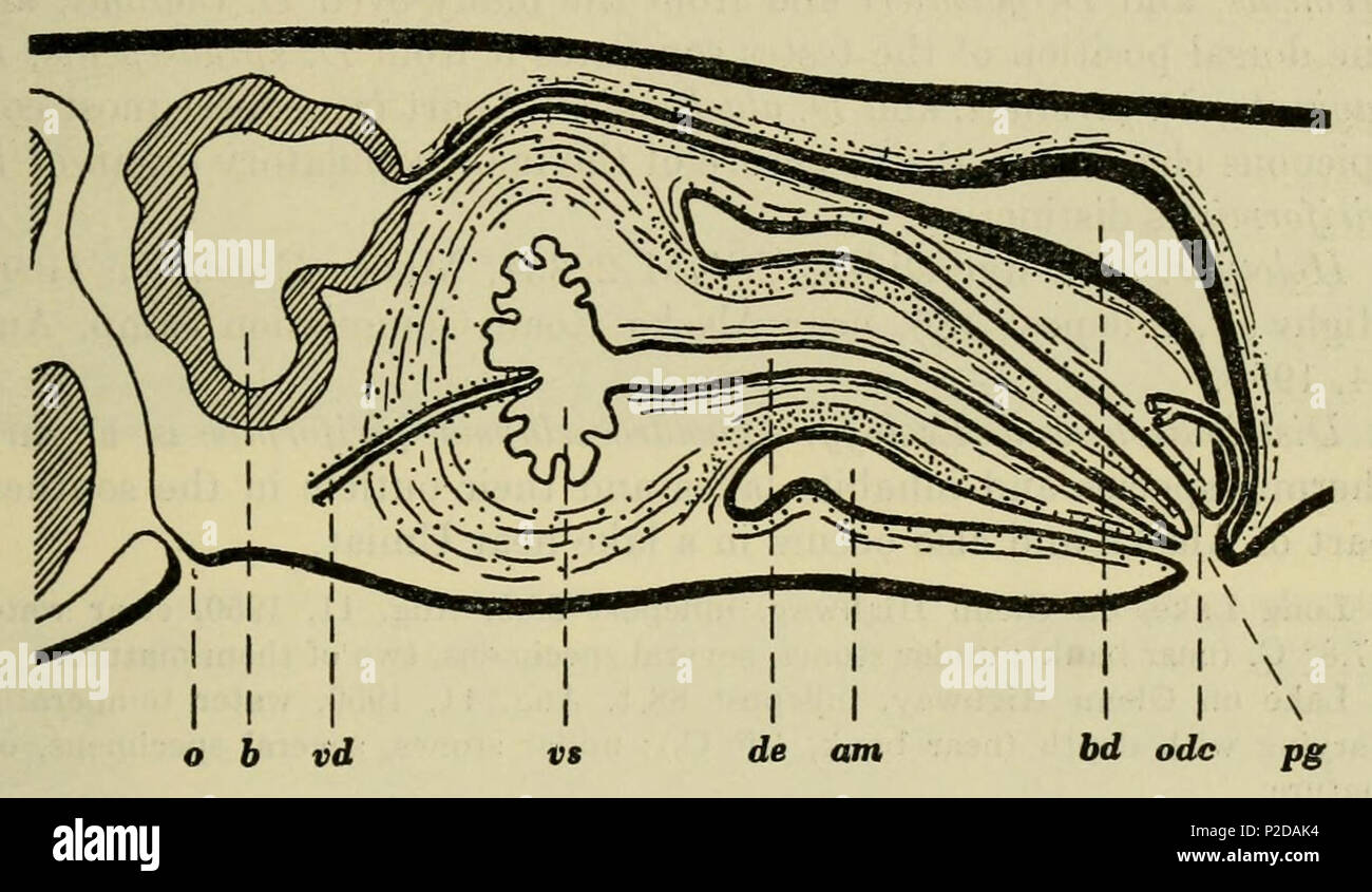 . English: Dendrocoelopsis piriformis, diagram of the copulatory organs in longitudinal section, X 60. Abbreviation: am, male atrium; b, bursa; bd, bursa stalk; de, ejaculatory duct; o, mouth; odc, common oviduct; pg, genital pore; vd, vas deferens; vs, seminal vesicle. 21 September 2014, 13:21:15. Roman Kenk 15 Dendrocoelopsis piriformis CA Stock Photo