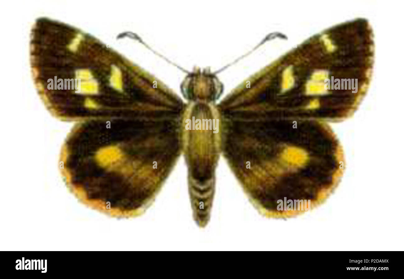 Csiro Insect Classification of insect species hi-res stock photography and images ...
