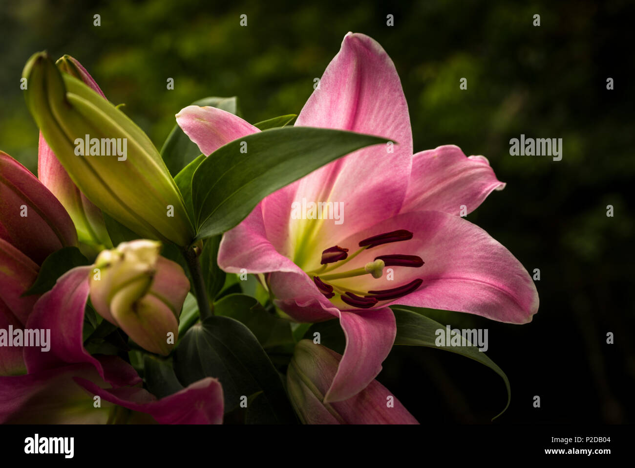 Huge Asian Lily also called Pink Asiatic Lily Stock Photo