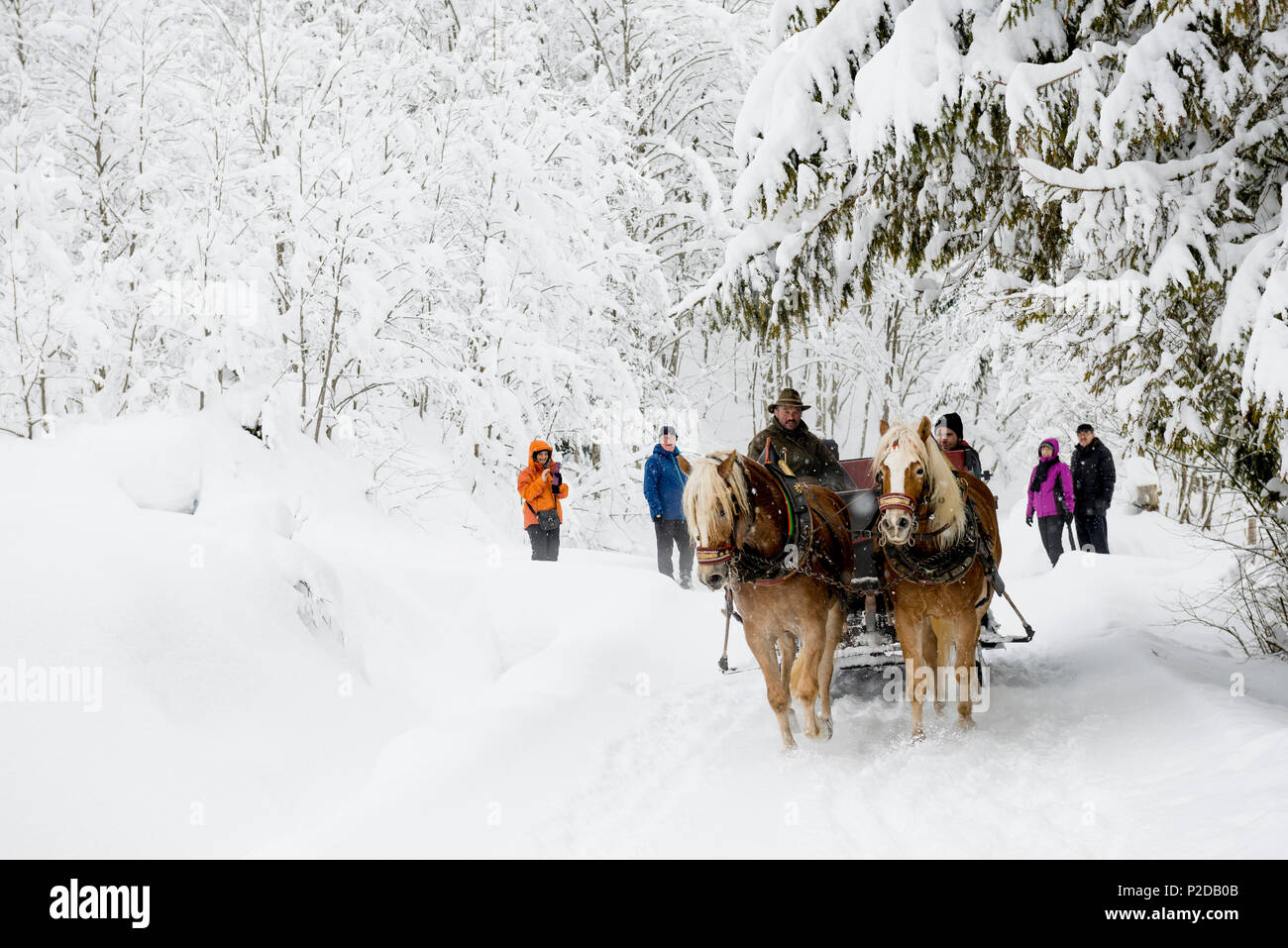 sleigh and snow covered landscape, near Schoppernau, Bregenz district, Vorarlberg, Austria Stock Photo