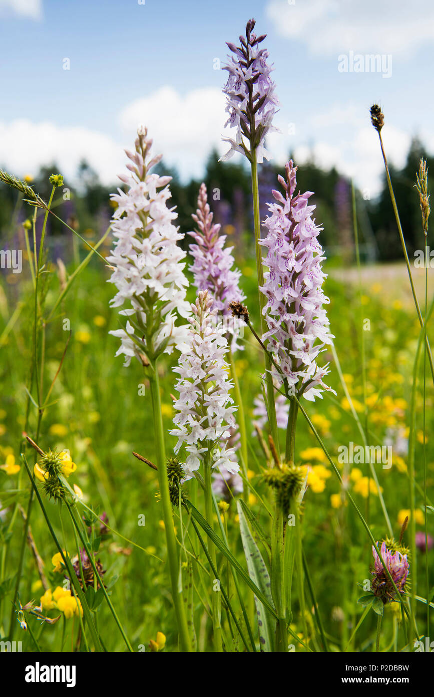 common spotted orchid Dactylorhiza fuchsii, Buhlbachsee, near Baiersbronn, Black Forest National Park, Black Forest, Baden-Wuert Stock Photo