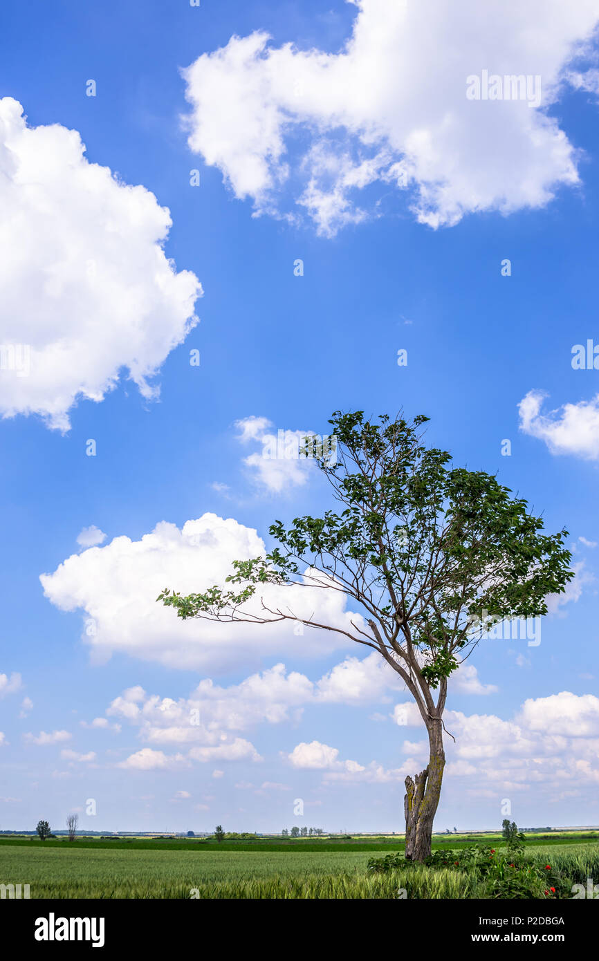 Lonely green tree in the agricultural field and cloudy sky Stock Photo ...