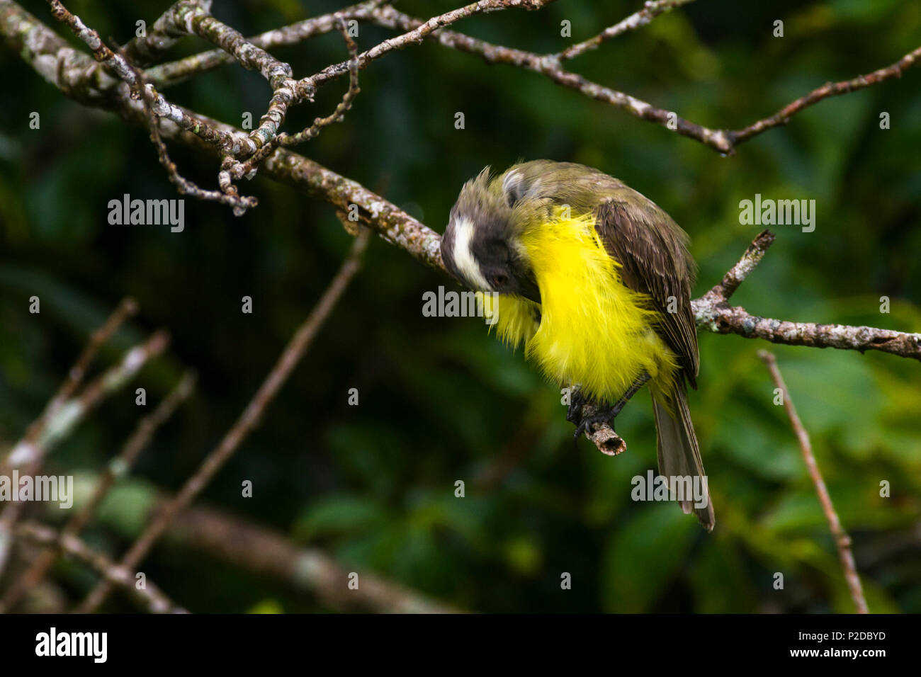 Little yellow breasted flycatcher bowing Stock Photo
