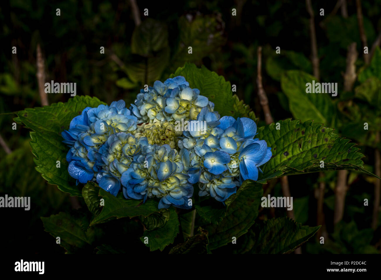 blue hydrangea or hortensia flowers Stock Photo