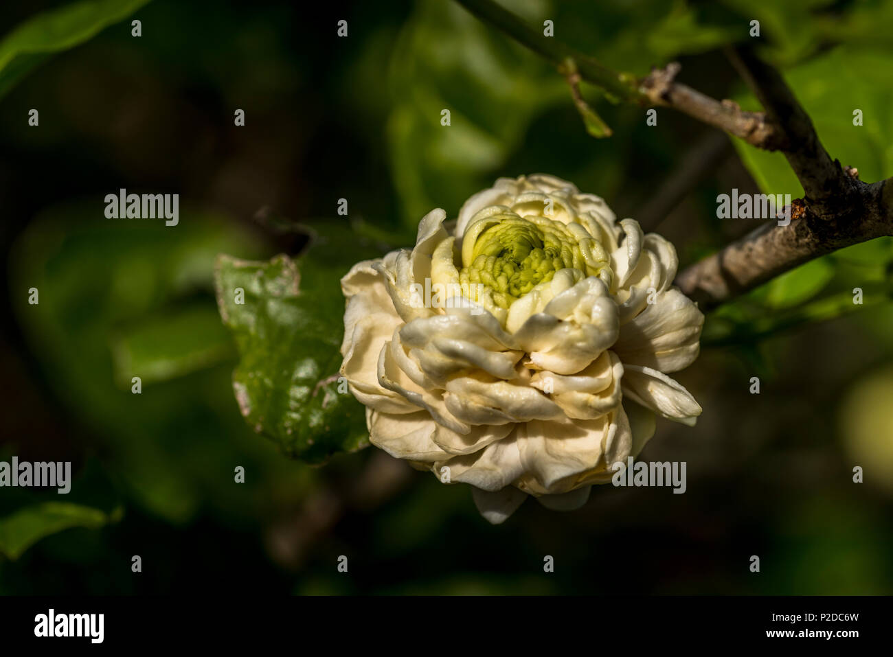 white Jasmine plant flower image taken in Panama Stock Photo
