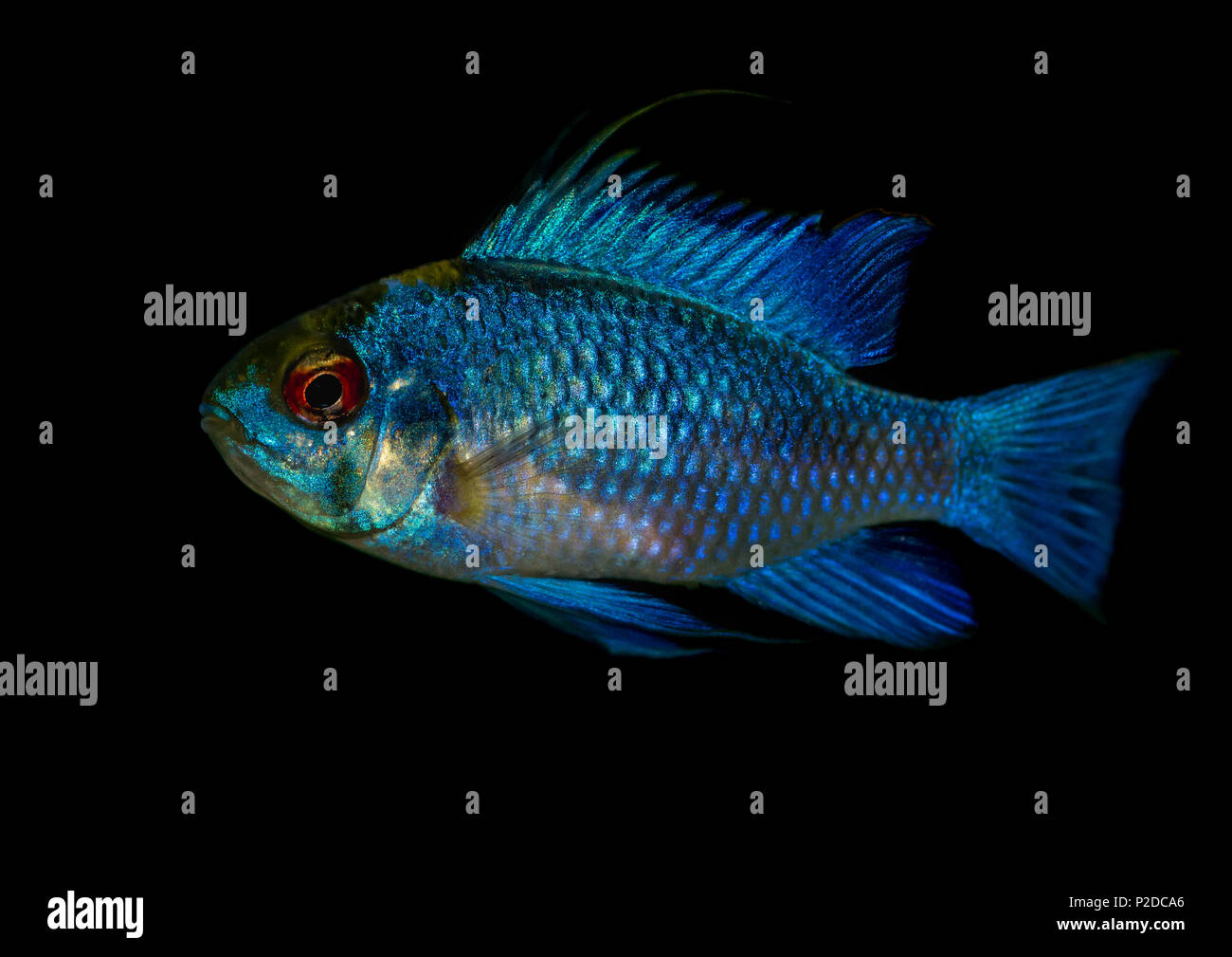 A macro shot of an electric blue ram tropical fish. Stock Photo