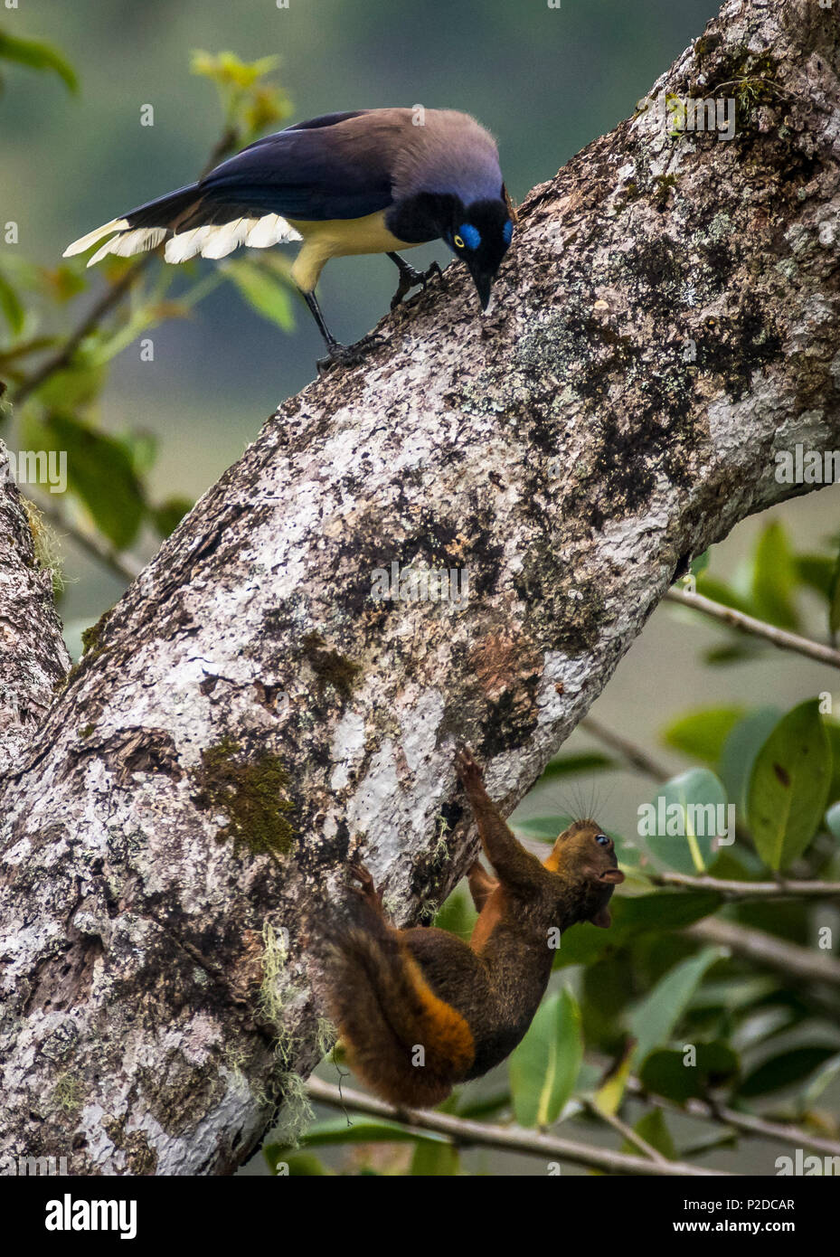 Black chested jay bird and red tailed squirrel in close encounter Stock Photo