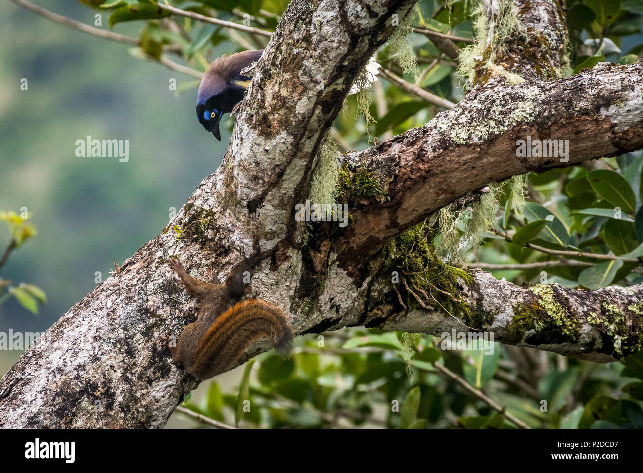 Black chested jay bird and red tailed squirrel in close encounter Stock Photo