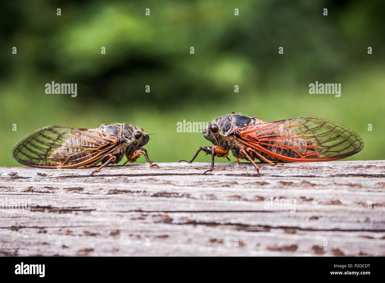 Two adult cicadas Tibicina haematodes with orange veins on the wings Stock Photo