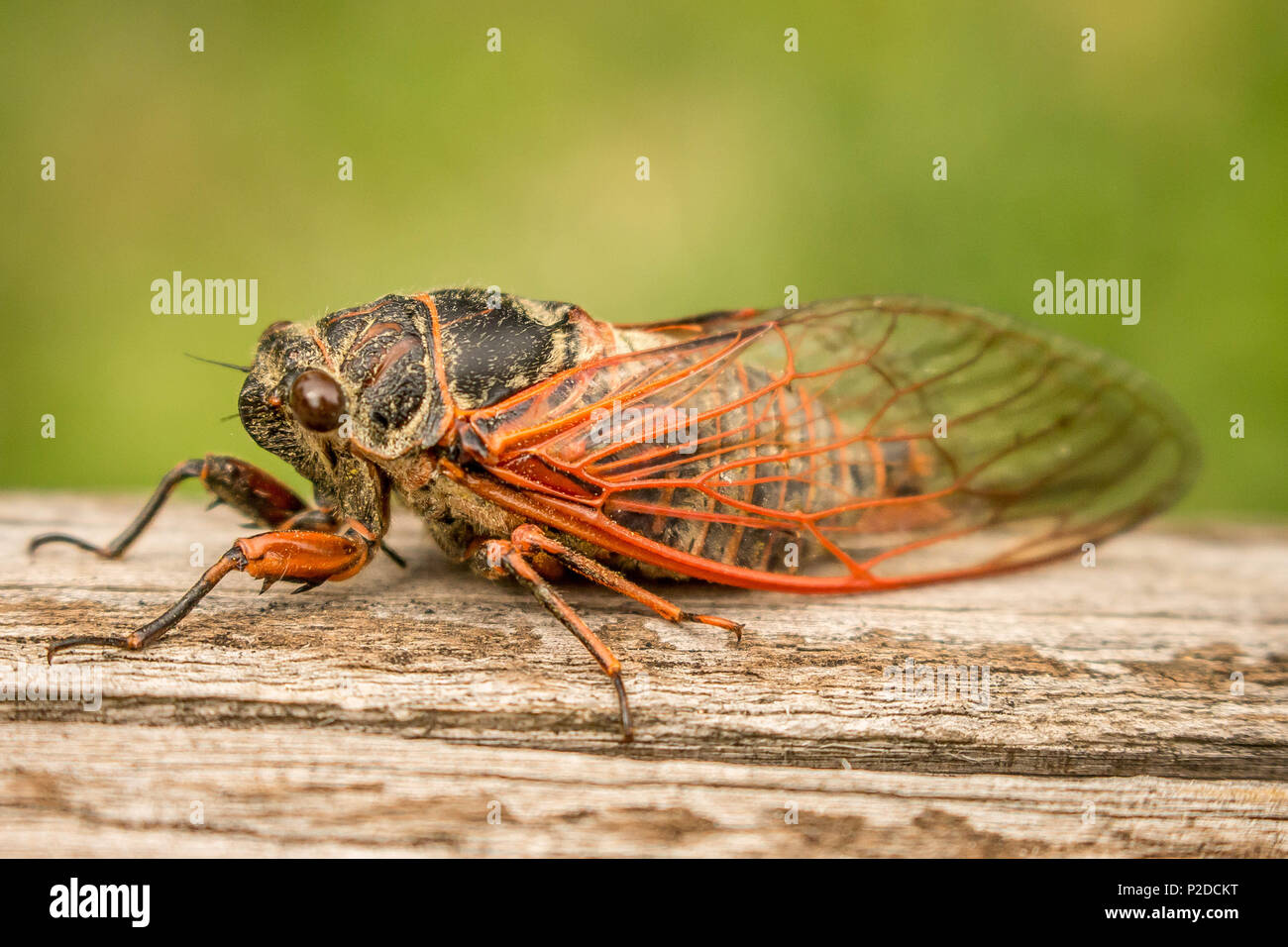 Two adult cicadas Tibicina haematodes with orange veins on the wings Stock Photo