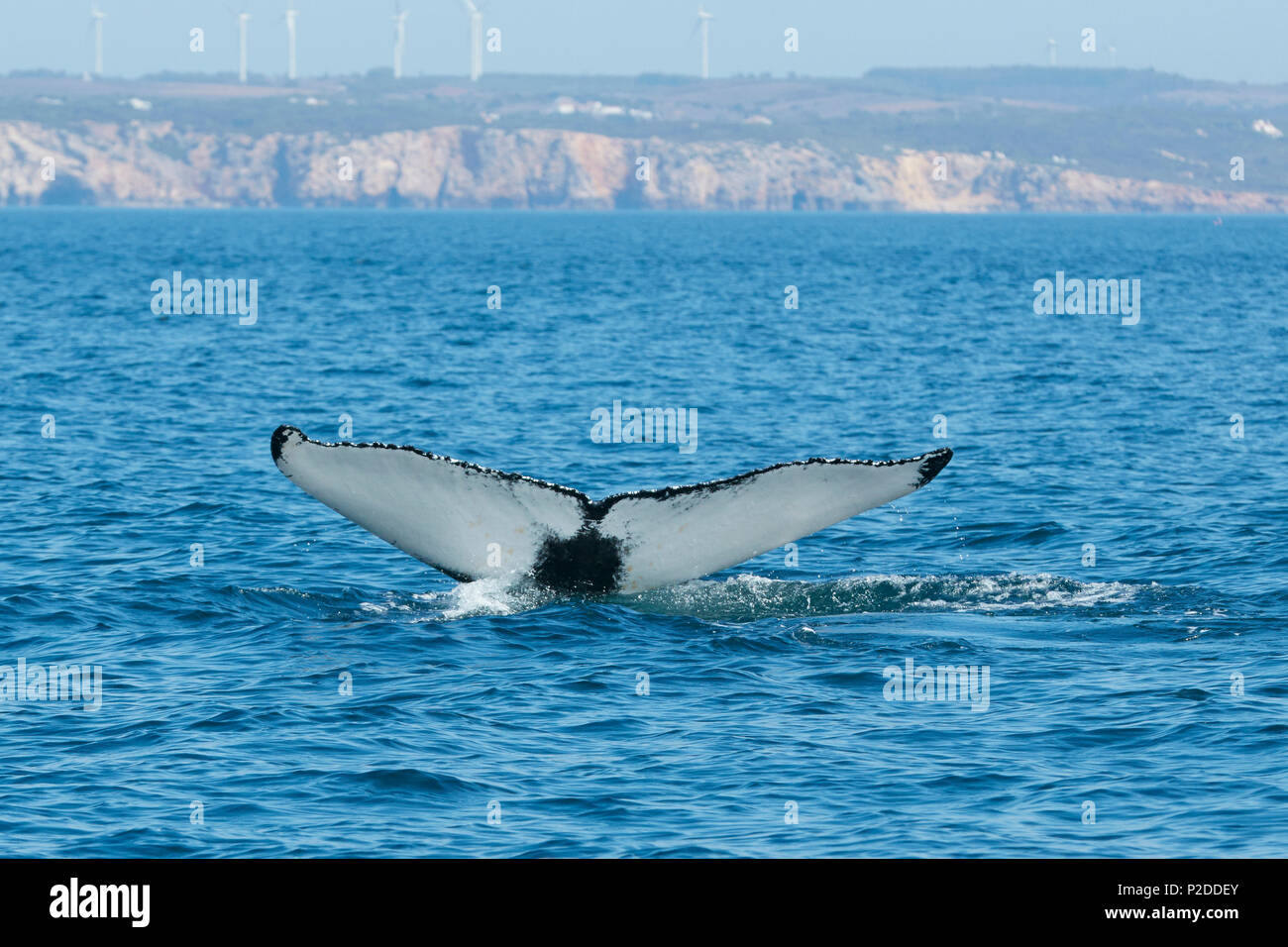 Fluke of a humpback whale, Sagres, Algarve, Portugal Stock Photo
