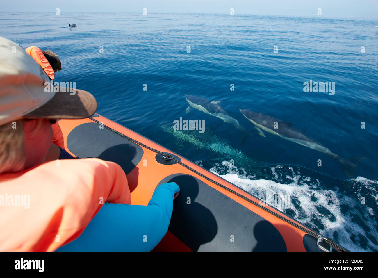 School of dolphins seen from an observation boat, Sagres, Algarve, Portugal Stock Photo