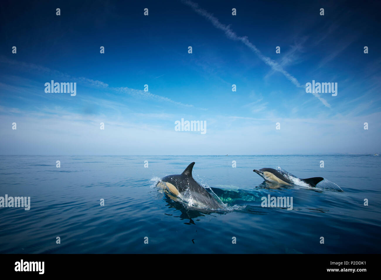 School of dolphins, Sagres, Algarve, Portugal Stock Photo