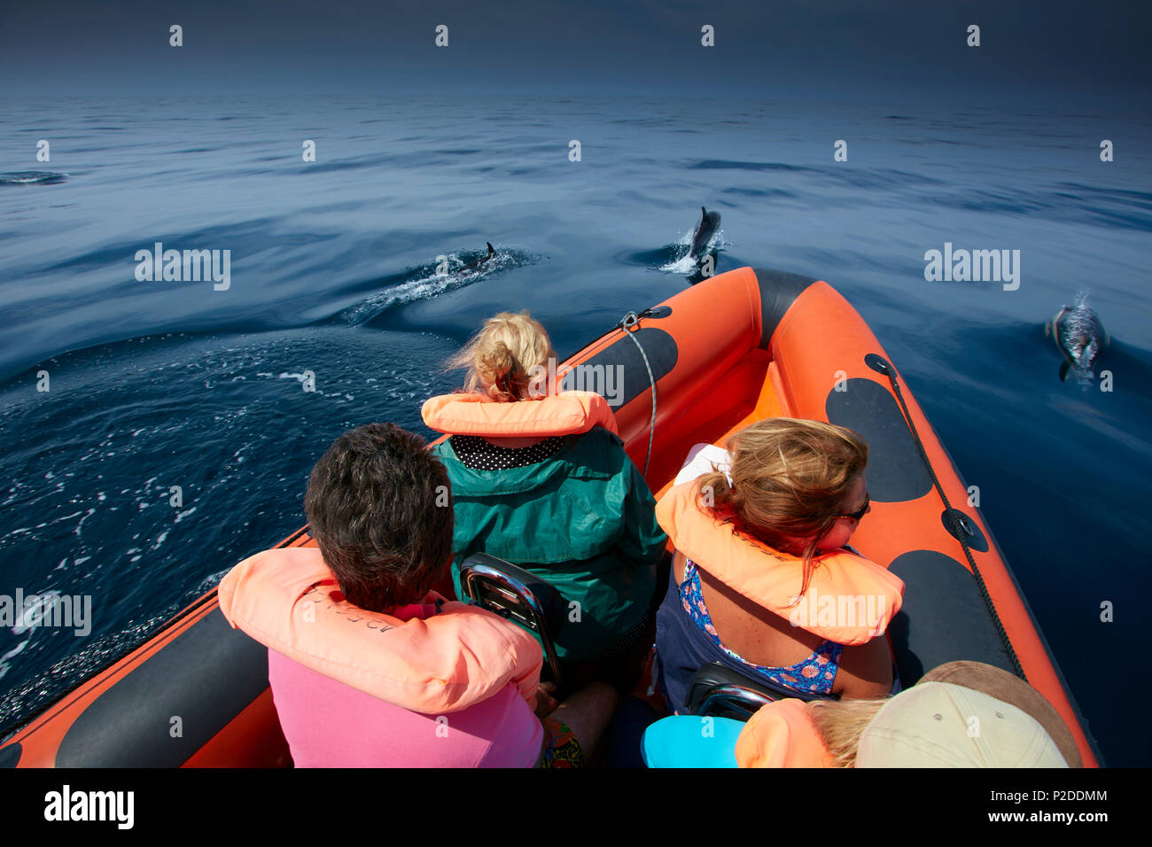 School of dolphins seen from an observation boat, Sagres, Algarve, Portugal Stock Photo