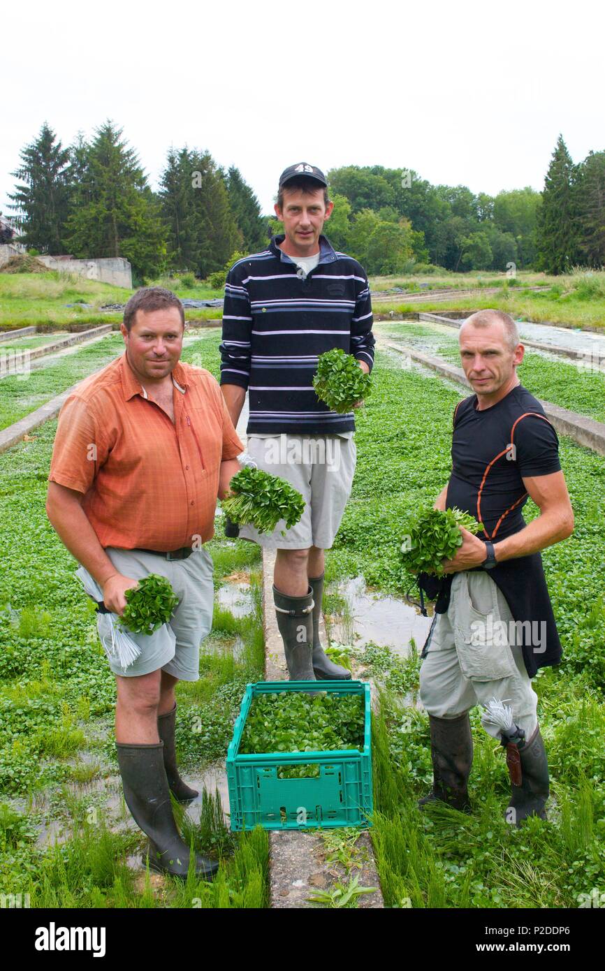 France, Essonne, Mereville, watercress cress, Olivier and his employees Stock Photo