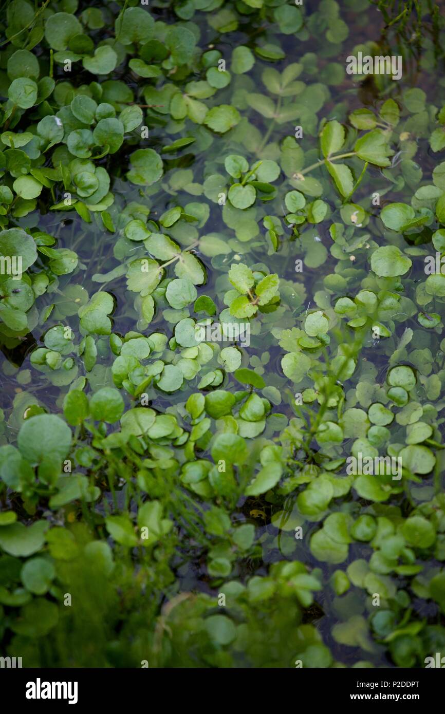 France, Essonne, Mereville, watercress cress Stock Photo