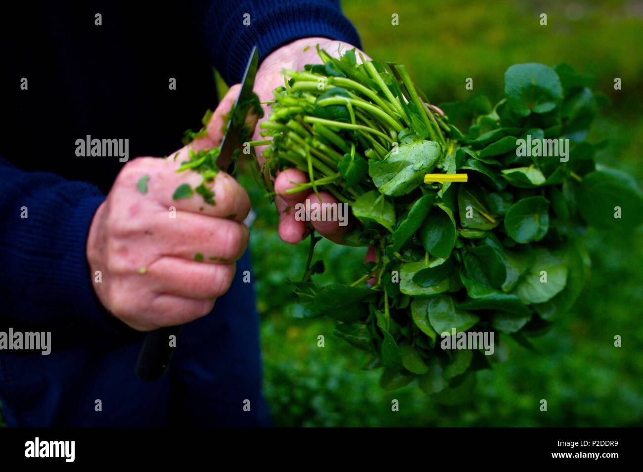 France, Essonne, Mereville, watercress, preparation of boots Stock Photo