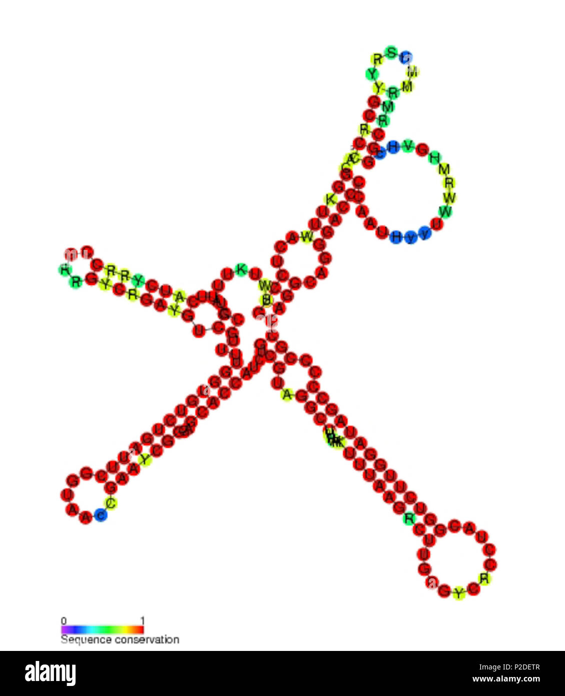 . Secondary structure and sequence conservation image for P27 non coding RNA (RF01674). Nucleotide colouring indicates sequence conservation between the members of this family. May 2011. Rfam database 39 P27 secondary structure Stock Photo