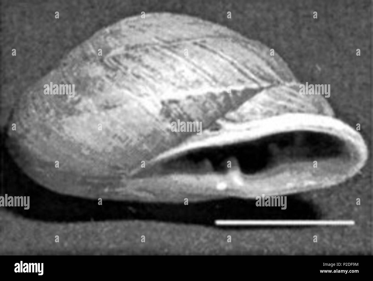 . English: Black and white photo of the apertural view of the shell of Pleurodonte sloaneana, synonym: Dentellaria sloaneana from Jamaica. Scale bar = 1 cm. 2002. John F. Lindo, Cecilia Waugh, John Hall, Colette Cunningham-Myrie, Deanna Ashley, Mark L. Eberhard, James J. Sullivan, Henry S. Bishop, David G. Robinson, Timothy Holtz, and Ralph D. Robinson 42 Pleurodonte sloaneana shell Stock Photo