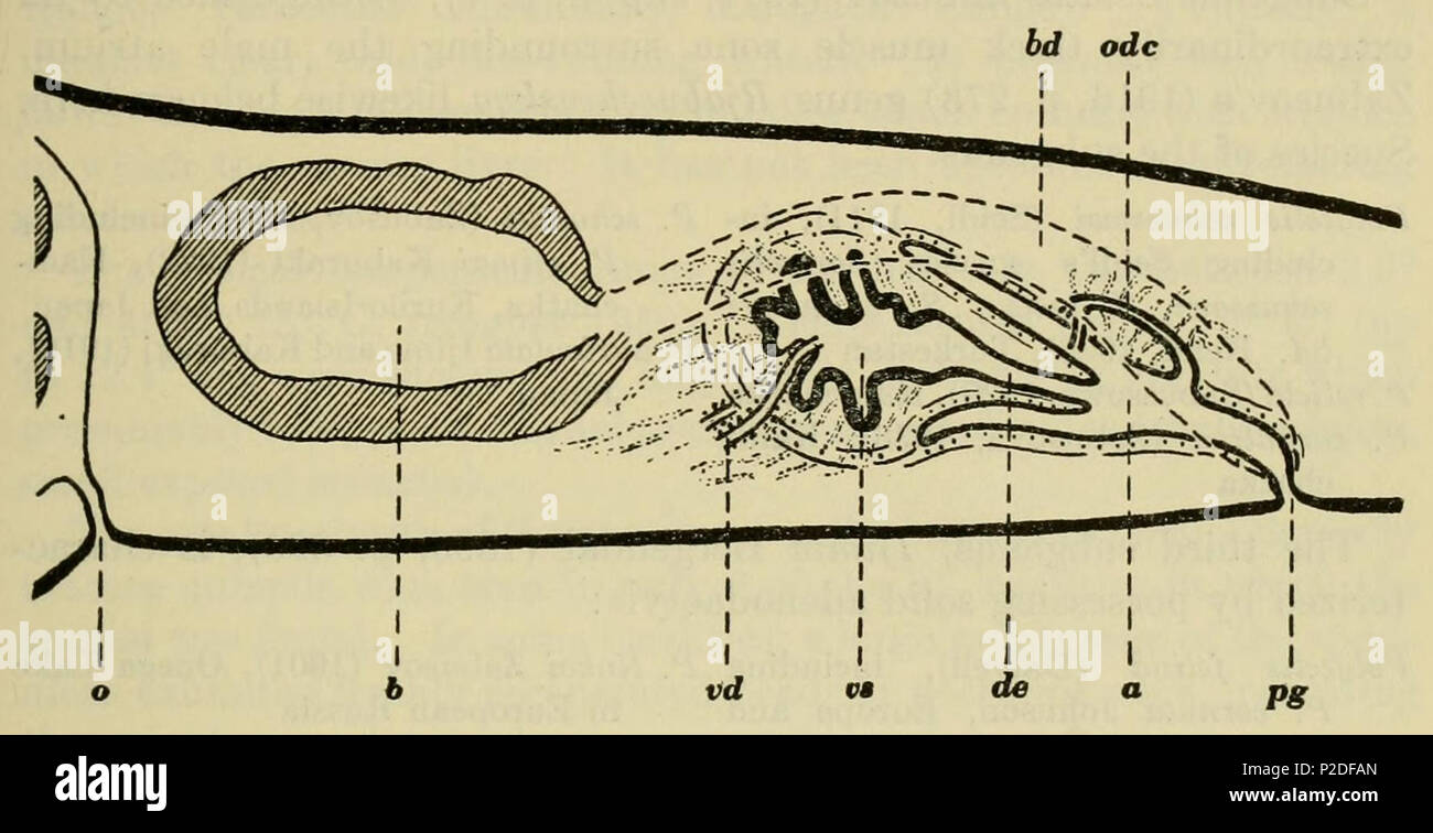 . English: Polycelis borealis, diagram of the copulatory organs in longitudinal section, X 70. Abbreviations: a, atrium; b, bursa; bd, bursa stalk; de, ejaculatory duct; o, mouth; odc, common oviduct; pg, genital pore; vd, vas deferens; vs, seminal vesicle. 21 September 2014, 13:21:43. Roman Kenk 42 Polycelis borealis CA Stock Photo