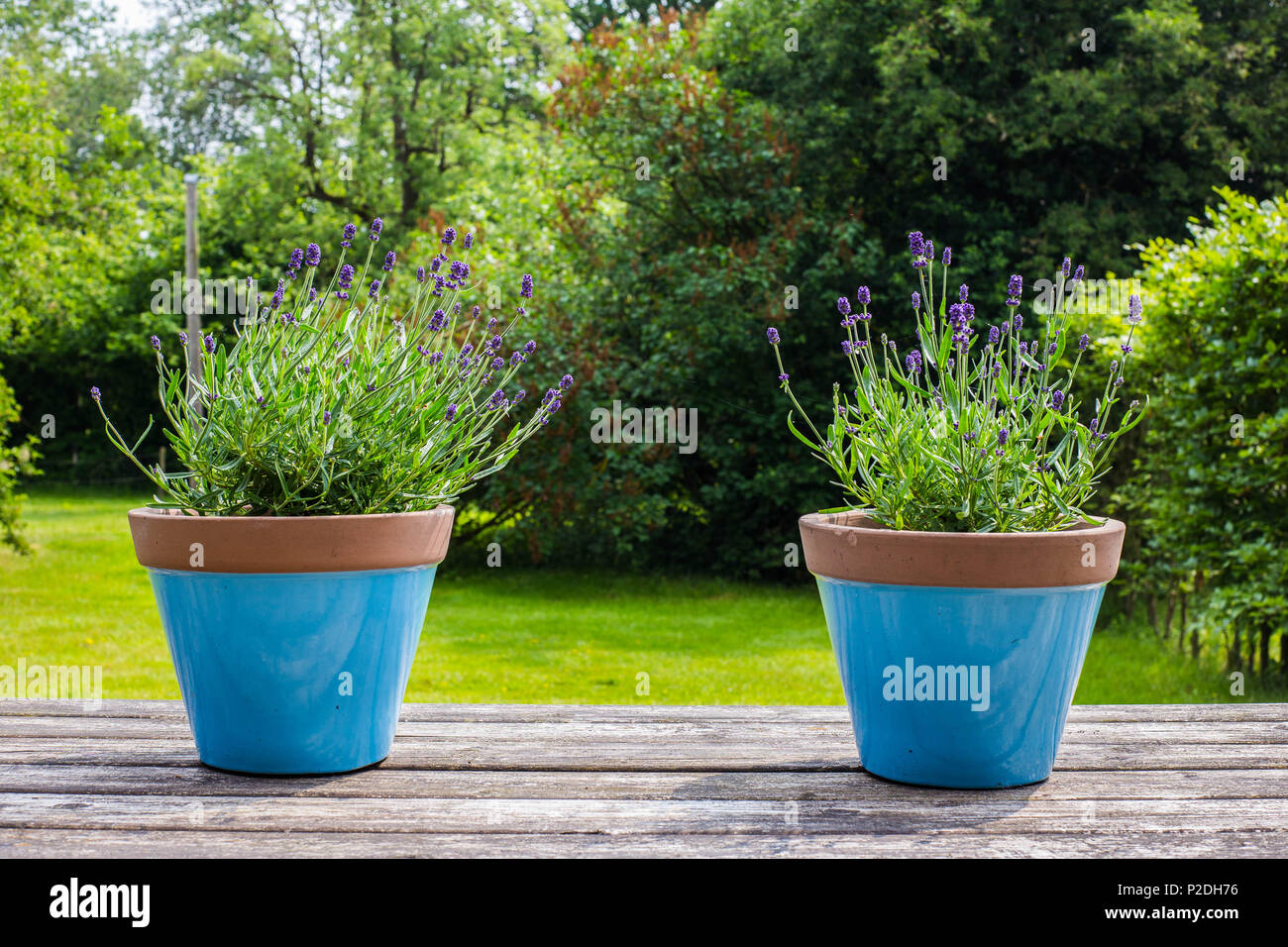 two colorful blue flower pots on a garden table in a green garden Stock Photo