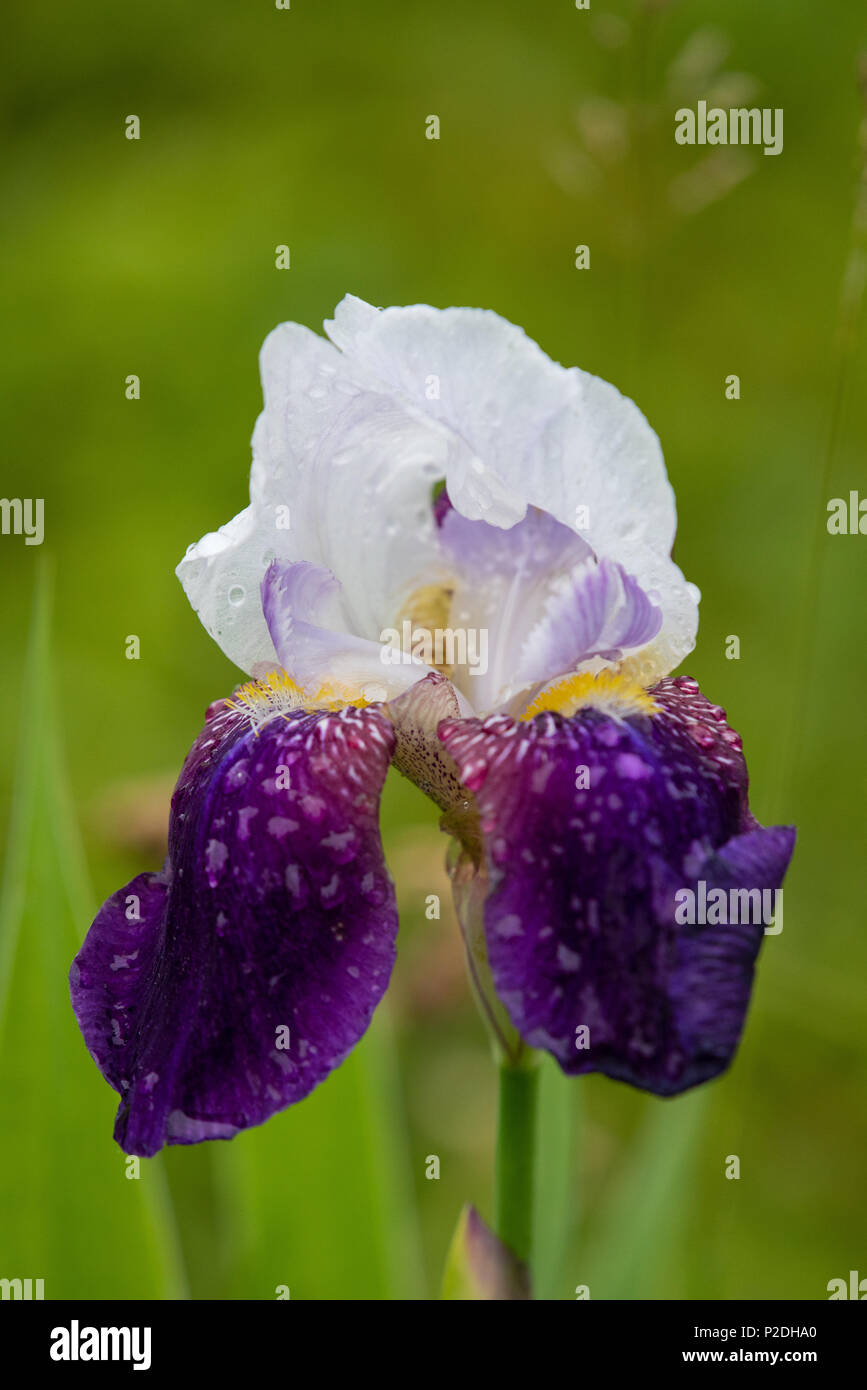 Large Purple Blooms High Resolution Stock Photography and Images - Alamy