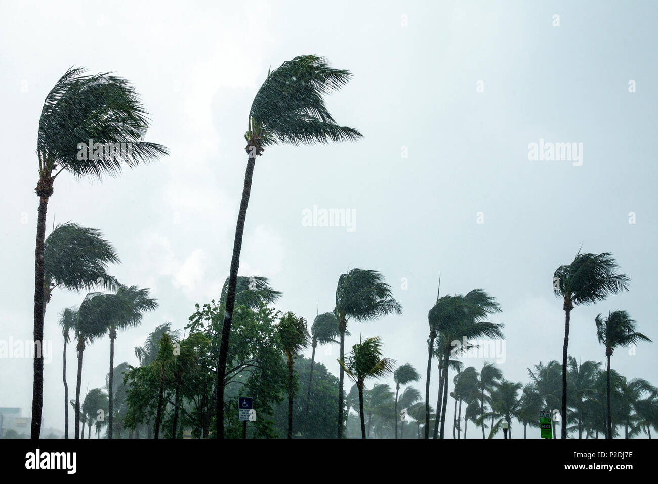 Miami palm trees storm hires stock photography and images Alamy