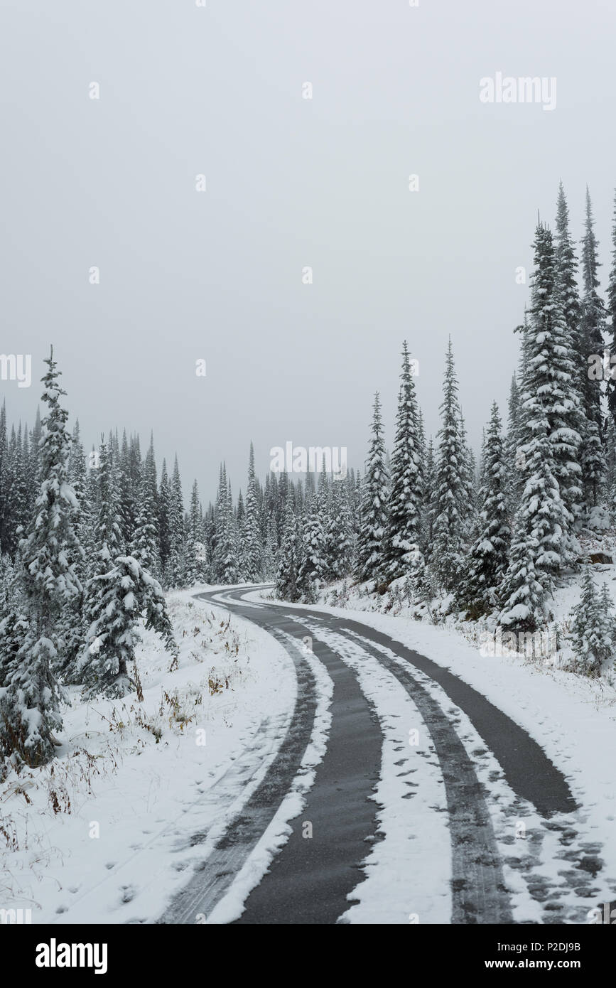Empty road passing through pine forest Stock Photo