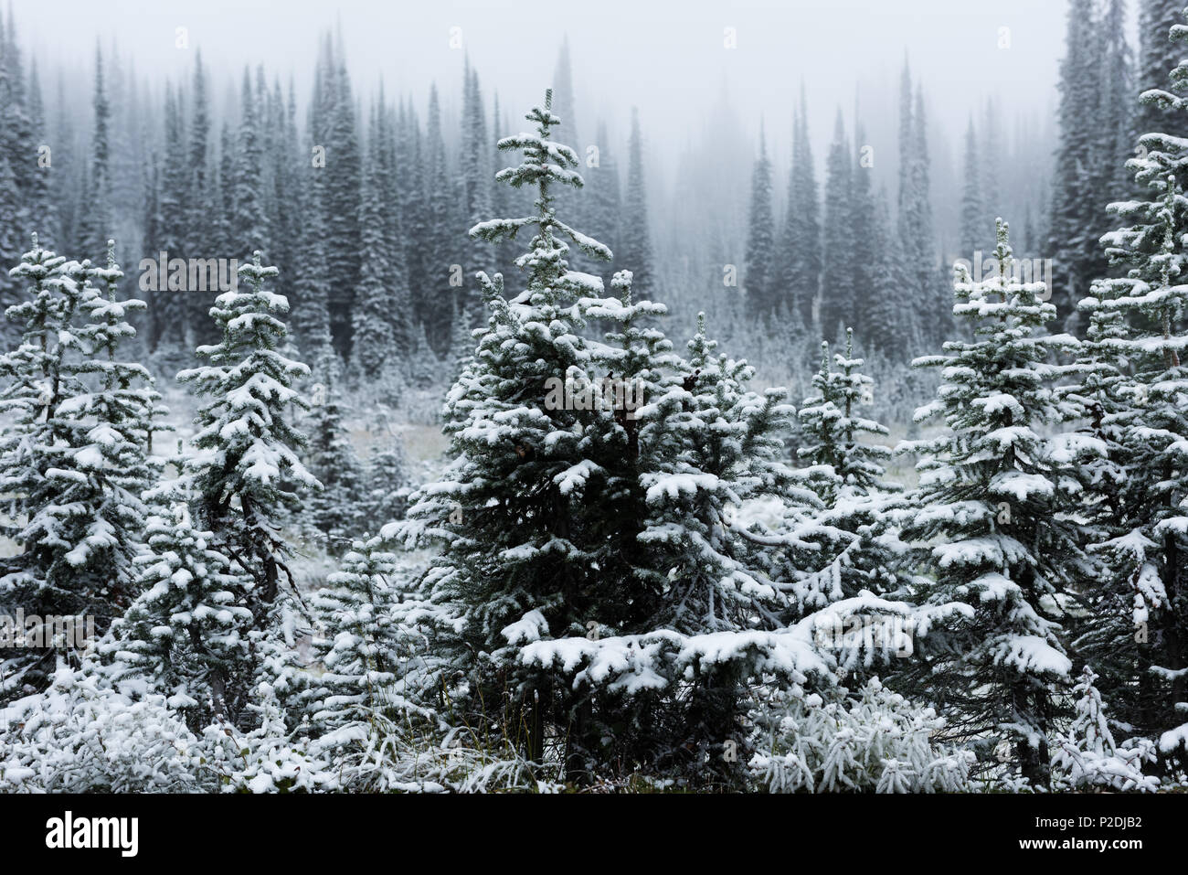 Trees covered of snow hi-res stock photography and images - Alamy