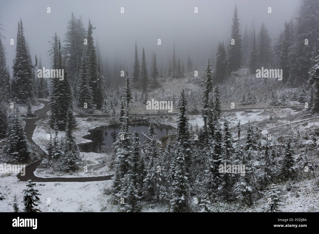 Trees and river on a snowy day Stock Photo