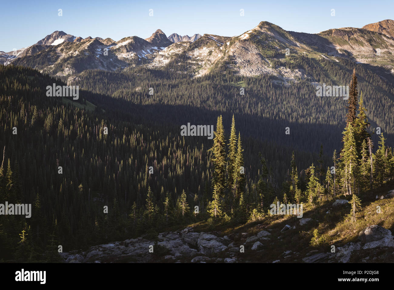 Dense cover hi-res stock photography and images - Alamy