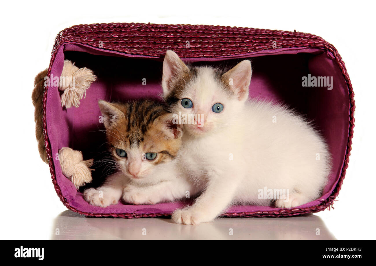 two kittens, tabby white, sitting in a purple basket Stock Photo