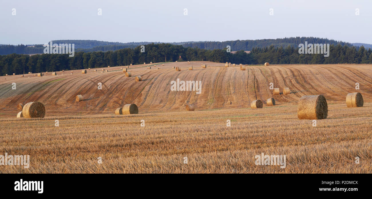 Stubble field near Bundenbach, Administrative district of Birkenfeld, Region of Hunsrueck, Rhineland-Palatinate, Germany, Europe Stock Photo