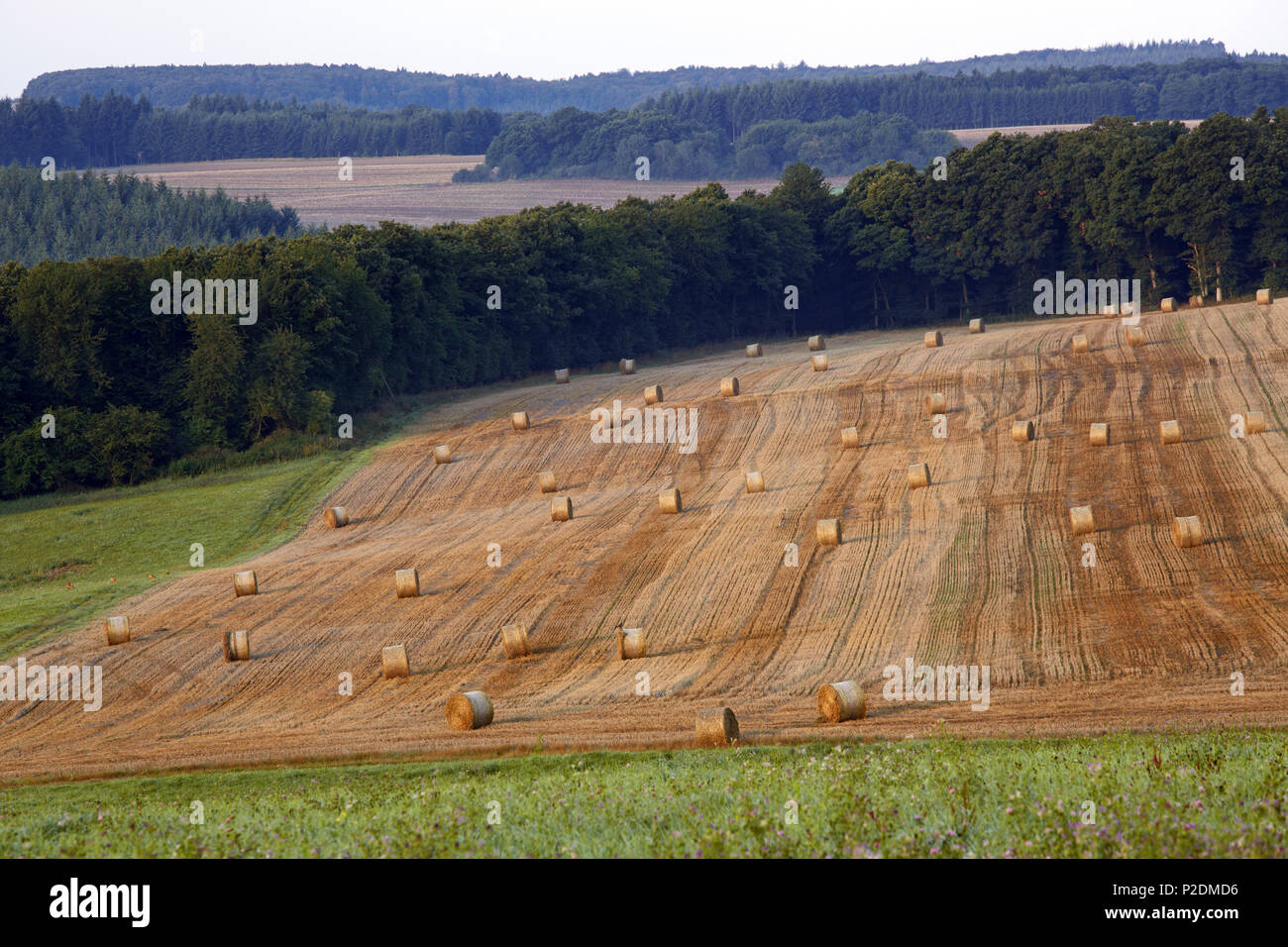 Stubble field near Bundenbach, Administrative district of Birkenfeld, Region of Hunsrueck, Rhineland-Palatinate, Germany, Europe Stock Photo