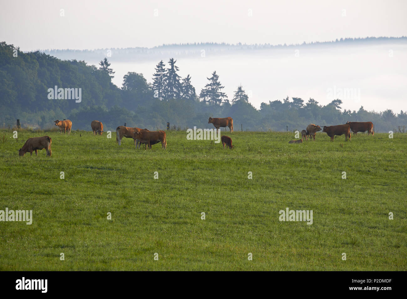 Grazing cattle near Rhaunen, Administrative district of Birkenfeld, Region of Hunsrueck, Rhineland-Palatinate, Germany, Europe Stock Photo