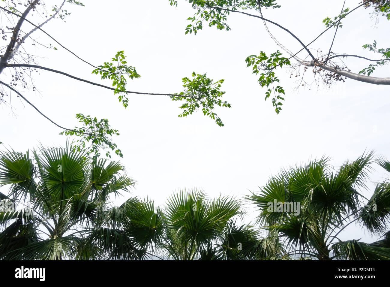 Palm tree silhouettes on blue sky background Stock Photo