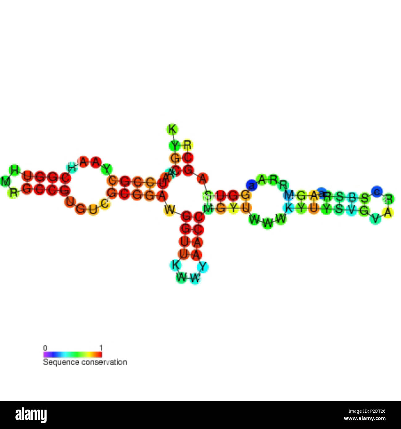 . Secondary structure image for sucA non coding RNA (RF01070 ...